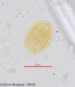 Prionosciadium crinoideum - lame n° 654