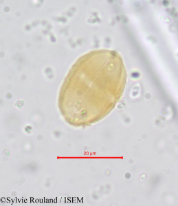 Prionosciadium crinoideum - lame n° 654
