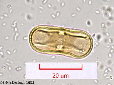 Sylvie.Rouland/Prionosciadium_dissectum_942/Prionosciadium_dissectum_942_0001(copy)_thumb.jpg