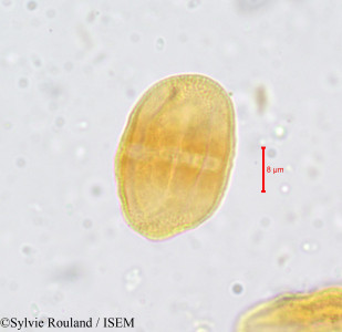 Sylvie.Rouland/Prionosciadium_humile_681/Prionosciadium_humile_681_0001(copy)_thumb.jpg