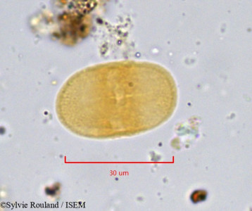 Sylvie.Rouland/Prionosciadium_simplex_781/Prionosciadium_simplex_781_0001(copy)_thumb.jpg