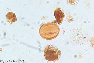 Sylvie.Rouland/Pristimera_indica_5097/Pristimera_indica_5097_0001(copy)_thumb.jpg