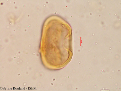 Pritchardia pacifica - lame n° 3977