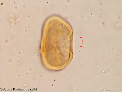 Pritchardia pacifica - lame n° 3977