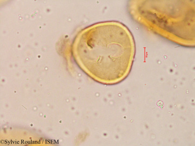 Pritchardia pacifica - lame n° 3977
