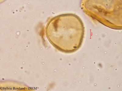 Pritchardia pacifica - lame n° 3977