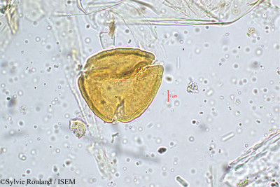 Sylvie.Rouland/Priva_leptostachya_5151/Priva_leptostachya_5151_0001(copy)_thumb.jpg