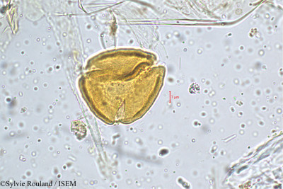 Priva leptostachya - lame n° 5151