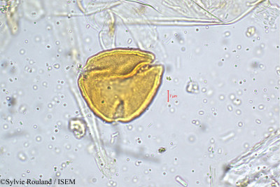 Priva leptostachya - lame n° 5151
