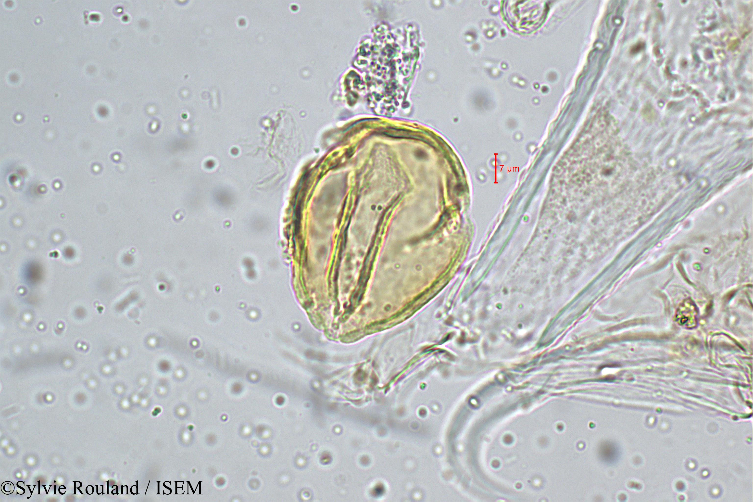 Sylvie.Rouland/Priva_leptostachya_5151/Priva_leptostachya_5151_0004(copy).jpg