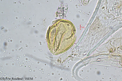 Priva leptostachya - lame n° 5151