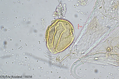 Priva leptostachya - lame n° 5151