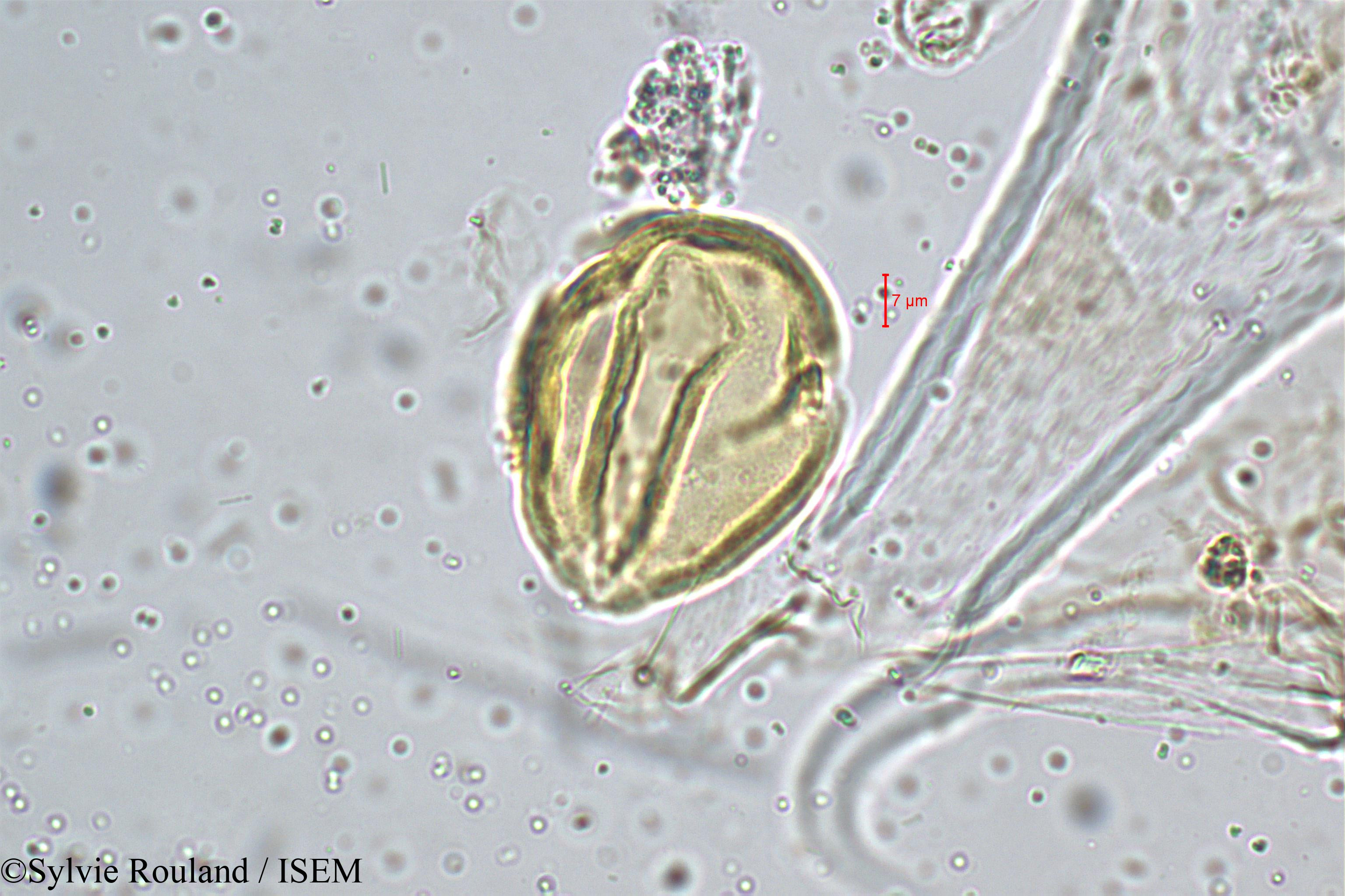 Sylvie.Rouland/Priva_leptostachya_5151/Priva_leptostachya_5151_0006(copy).jpg