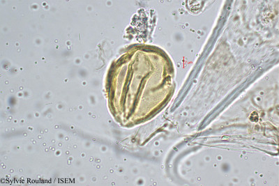 Priva leptostachya - lame n° 5151