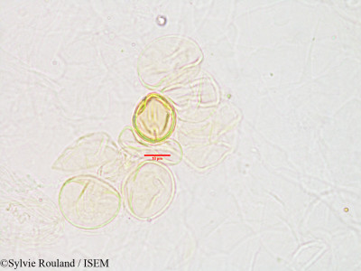 Sylvie.Rouland/Prockiopsis_hildebrandtii_3192/Prockiopsis_hildebrandtii_3192_0001(copy)_thumb.jpg
