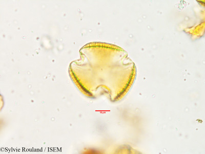 Sylvie.Rouland/Prosopis_benthami_3645/Prosopis_benthami_3645_0001(copy)_thumb.jpg