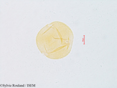 Sylvie.Rouland/Prosopis_glandulosa_4819/Prosopis_glandulosa_4819_0001(copy)_thumb.jpg