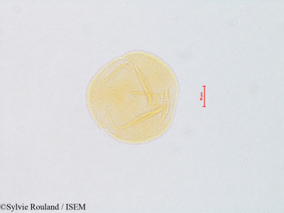 Prosopis glandulosa - lame n° 4819