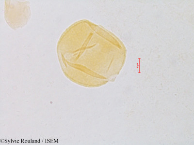 Prosopis glandulosa - lame n° 4819