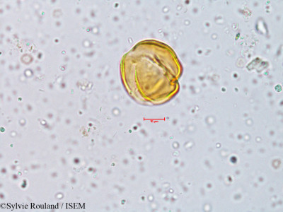 Sylvie.Rouland/Prosopis_spicigera_3963/Prosopis_spicigera_3963_0001(copy)_thumb.jpg