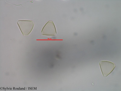 Protea nitida - lame n° 29468