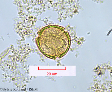 Sylvie.Rouland/Protium_madagascariense_1362/Protium_madagascariense_1362_0001(copy)_thumb.jpg
