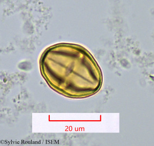 Sylvie.Rouland/Protium_obtusifolium_1118/Protium_obtusifolium_1118_0001(copy)_thumb.jpg