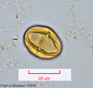 Protium obtusifolium - lame n° 1118