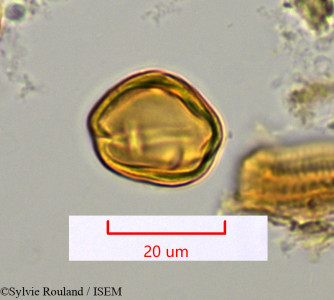 Protium obtusifolium - lame n° 1118