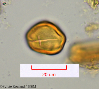Protium obtusifolium - lame n° 1118