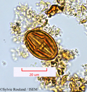 Protium obtusifolium - lame n° 1361