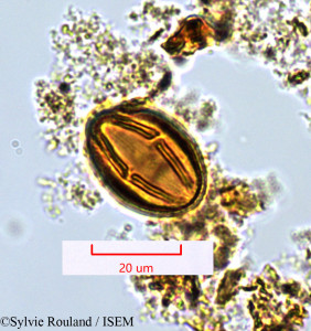 Protium obtusifolium - lame n° 1361