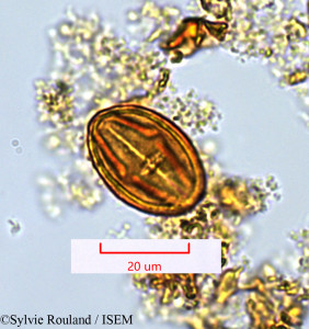Protium obtusifolium - lame n° 1361