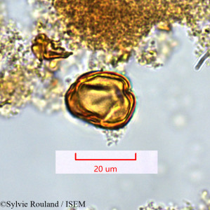 Protium obtusifolium - lame n° 1361