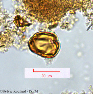 Protium obtusifolium - lame n° 1361