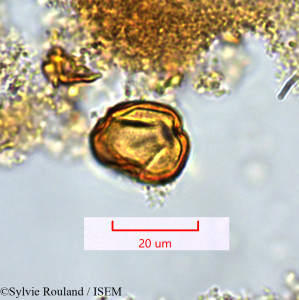 Protium obtusifolium - lame n° 1361