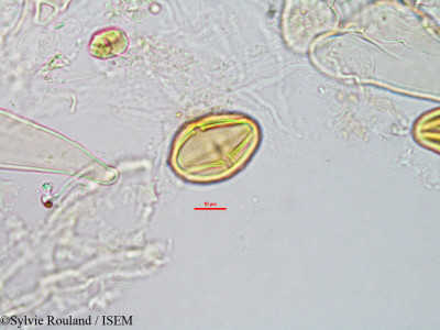 Protium obtusifolium - lame n° 3286
