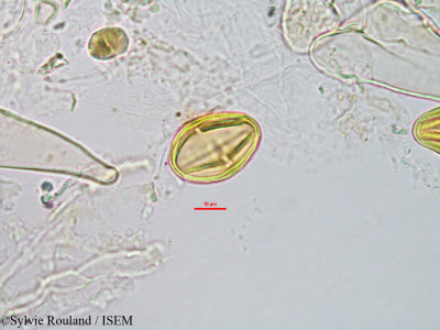 Protium obtusifolium - lame n° 3286