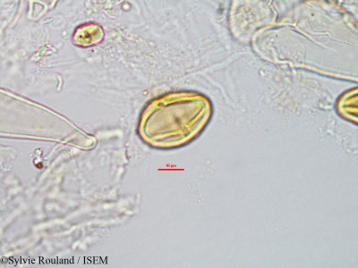 Protium obtusifolium - lame n° 3286