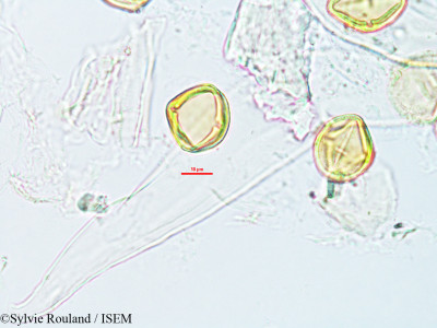 Protium obtusifolium - lame n° 3286