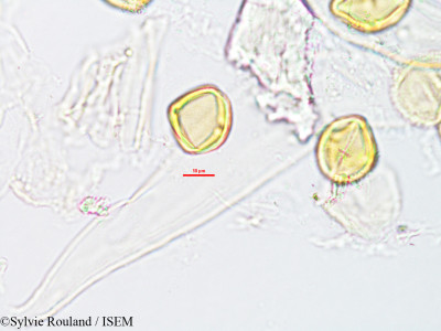 Protium obtusifolium - lame n° 3286