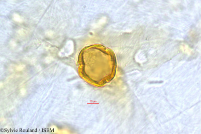 Sylvie.Rouland/Protorhus_sericea_504/Protorhus_sericea_504_0001(copy)_thumb.jpg