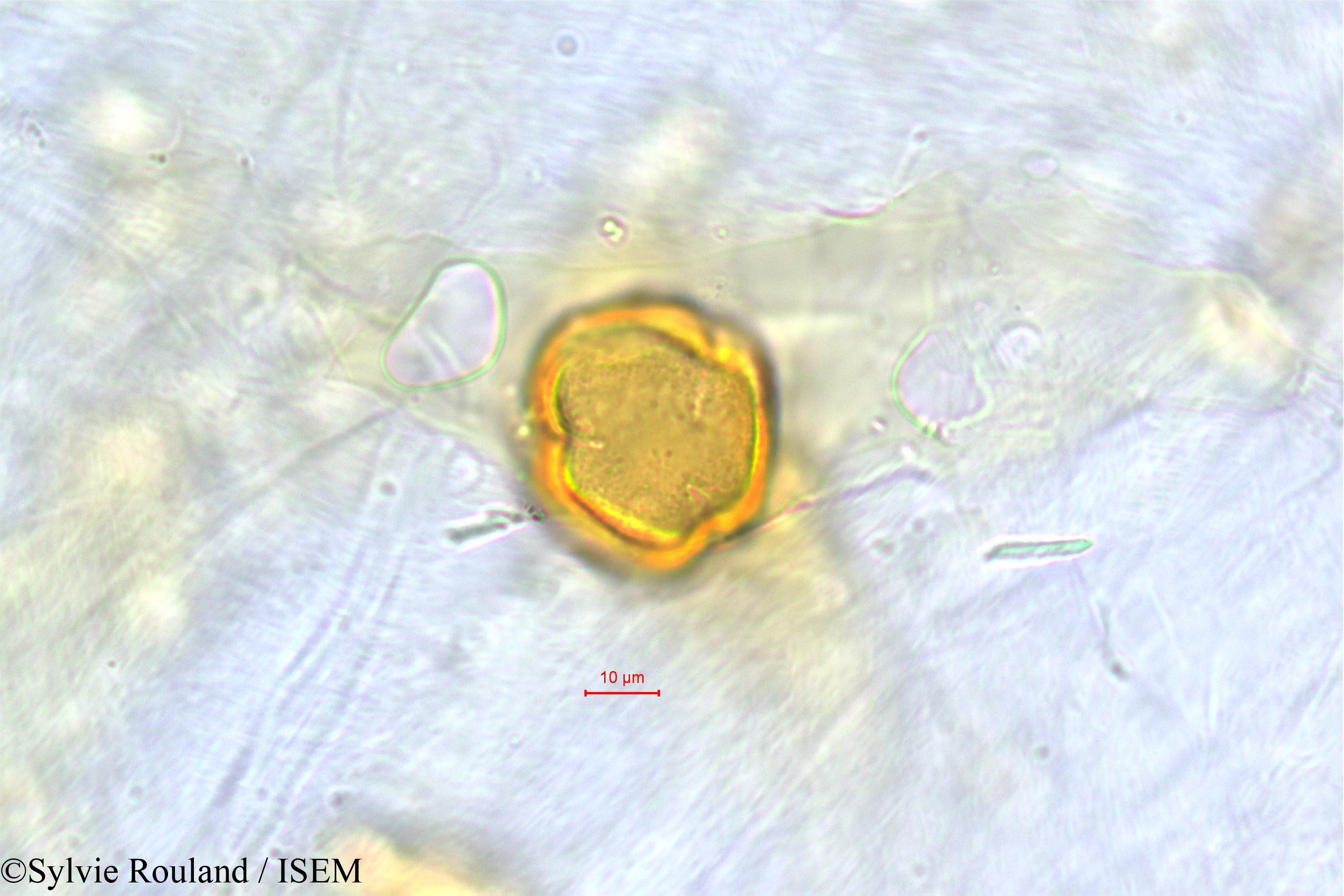 Sylvie.Rouland/Protorhus_sericea_504/Protorhus_sericea_504_0002(copy).jpg