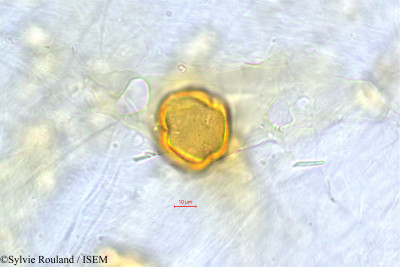 Protorhus sericea - lame n° 504