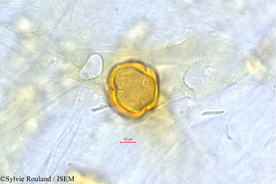 Protorhus sericea - lame n° 504