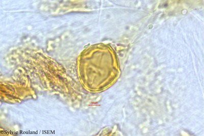 Protorhus sericea - lame n° 504