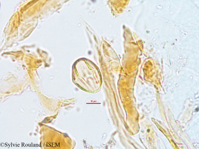 Sylvie.Rouland/Pseudarthria_hookeri_2781/Pseudarthria_hookeri_2781_0001(copy)_thumb.jpg