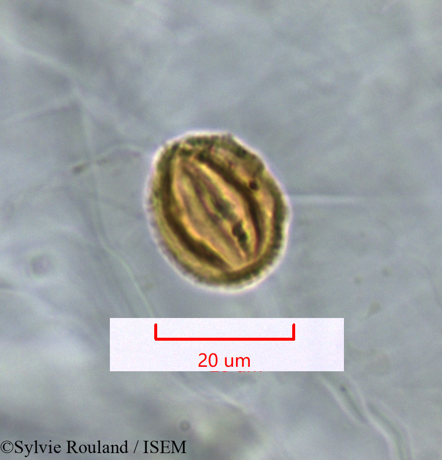 Sylvie.Rouland/Pseudocardiophyllarium_perrieri_1337/Pseudocardiophyllarium_perrieri_1337_0001(copy).jpg