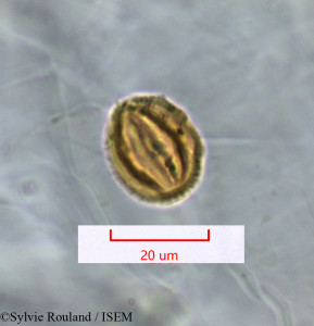 Sylvie.Rouland/Pseudocardiophyllarium_perrieri_1337/Pseudocardiophyllarium_perrieri_1337_0001(copy)_thumb.jpg