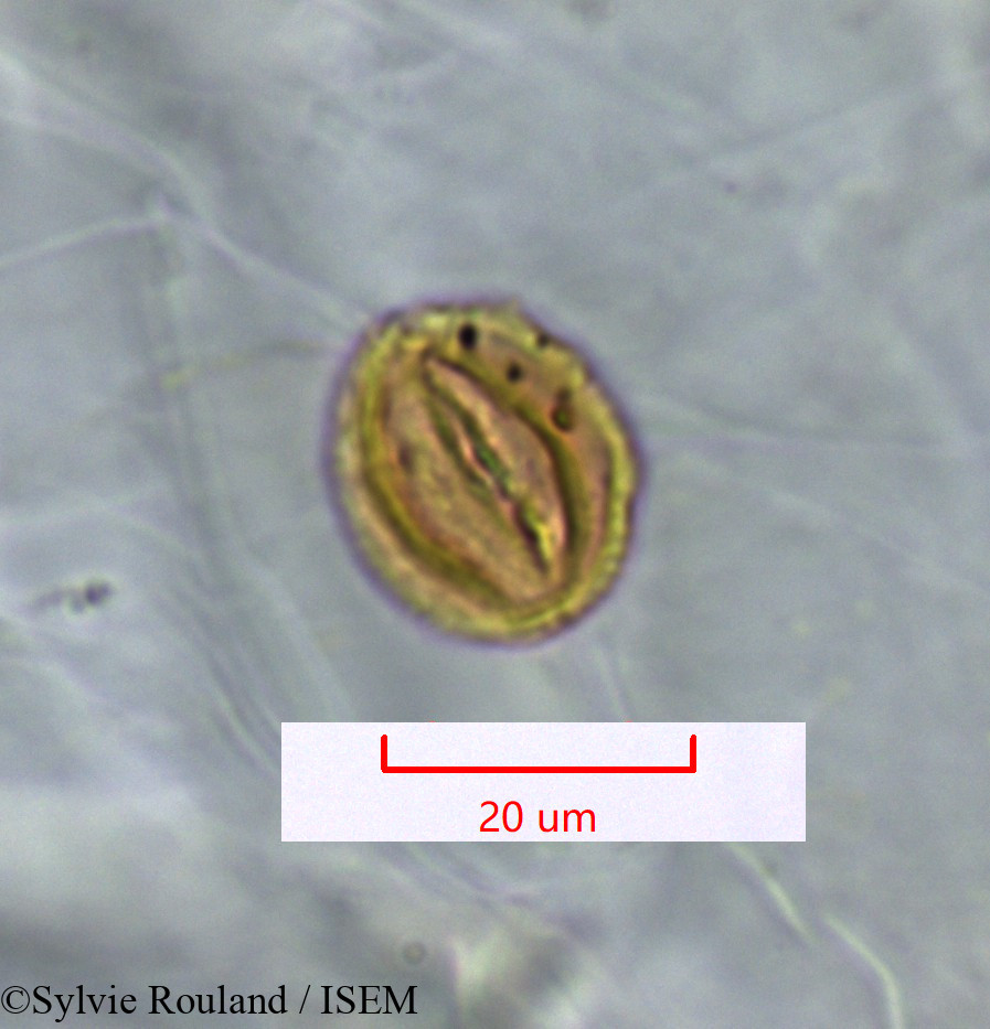 Sylvie.Rouland/Pseudocardiophyllarium_perrieri_1337/Pseudocardiophyllarium_perrieri_1337_0002(copy).jpg